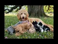 Valkyrae s first Litter of Puppies