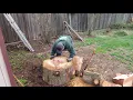 Splitting wood the old fashioned way with 8lb Stihl maul