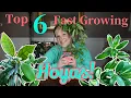 Download Lagu Top 6 Fast Growing Hoyas! ||Hoyas for Beginners|| Hoyas that Bloom in 1 Year!