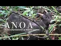 Download Lagu ANOA - 2017