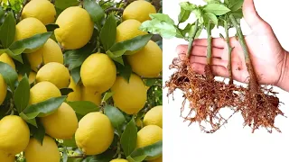 بهاي الطريقة فيك تزرع مليون شجرة ليمون بدون ما تدفع ولا قرش 