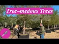 Tree-mendous Trees