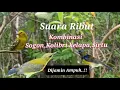 Download Lagu Suara Pikat Sogon Ribut Kombinasi Sirtu Kolibri Kelapa Dijamin Ampuh