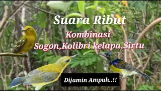 suara pikat sogon ribut kombinasi sirtu kolibri kelapa dijamin ampuh
