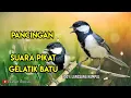 Download Lagu SUARA PIKAT BURUNG GELATIK BANTU ANTI ZONK || PANCINGAN GELATIK LIAR.