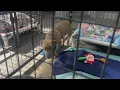 New Hope Animal Rescue gets 3 000 donation