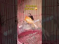 Download Lagu Sangat Viral‼️Menjodohkan Kenari Dengan Emprit Kaji #ternakburung #emprit #empritkaji