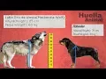 Download Lagu Comparación de Tamaño de Perros de Raza Grande y Lobo Gris de Alaska