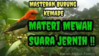 Download masteran burung kemade/cabe cabean gacor ngalas || AMPUH! MP3