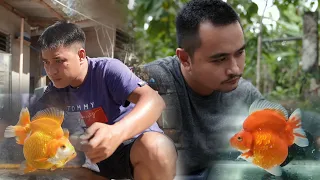fv vlog 118 low cost u0026 highly effective goldfish grooming
