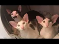 I m going to honk until you let us in