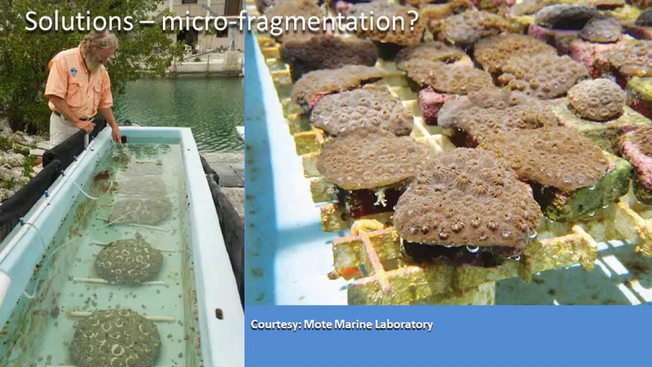 Coral reef restoration in a changing environment