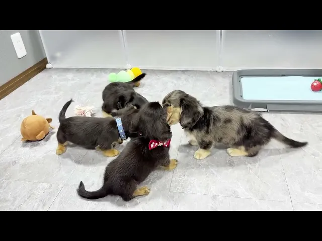 動画