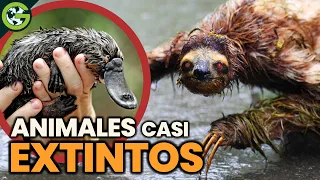 ¿Por qué estos ANIMALES No se han EXTINGUIDO? 🦥