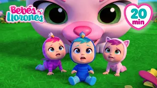 ¡Los Bebés Llorones Han Encogido! 🔭 Bebés Llorones | Dibujos Animados Para Niños en Español