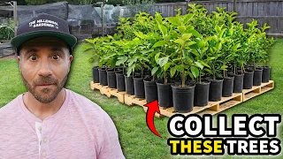 3 Fruit Trees You'll Be ADDICTED to Collecting!