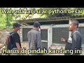 Lagu ADA LAGI ULAR PYTHON BESAR DI RIAU WAH HARUS DI PINDAHKAN LAGI INI KE KANDANG BARU