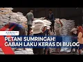 Lagu Bulog Serap Gabah! Harga Baru Rp6.500/Kg Petani Untung?