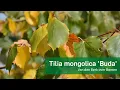 Download Lagu Tilia mongolica 'Buda'    NL