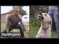Cesar Millan VS Most Aggressive Dogs Dog Whisperer Marathon