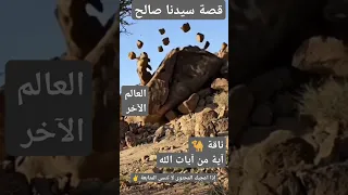 هل سمعت عن قصة ناقة سيدنا صالح مع قومه متع سمعك القرآن الكريم 