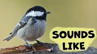 كيف يبدو صوت طائر القرقف الفحمي  دندنها