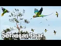 Download Lagu Tajur Pulut Lidi di Serang Banyak Burung Betet Liar