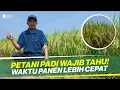Download Lagu TRIK JITU TANAM PADI ‼ CUKUP PUPUK 1 KALI