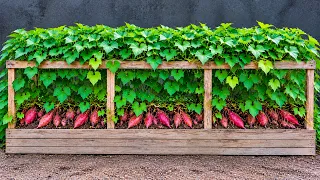 Want to Grow Red Sweet Potatoes in a Small Garden? Try This Simple Method!