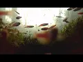 Download Lagu aquarium fish ✴️ backsong nature‼️