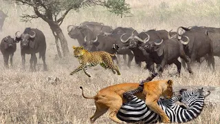 The Boundary of Survival - The Battle of the Weak Preys Against the King of Predators
