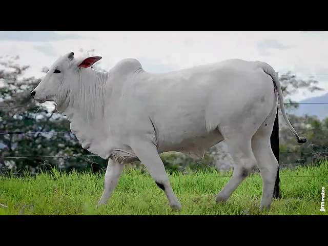 Novilha Nelore GNRN - 36