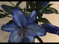 [playlist] 사랑이라 했던 말 속에서