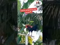 Download Lagu Yang lagi viral, kamu nanya kamu bertanya-tanya #shorts