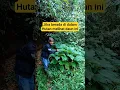 Lagu Wees voorzichtig als je deze boom in het bos tegenkomt #indonesischdorp #rustigdorp #tasikturunan...
