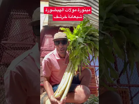 مينورة مولا الهيضورة شبعانة خرشف