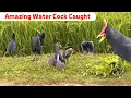 Download Lagu Safe and Simple Bird Trap – Perfect for Beginners#BirdHuntingPro