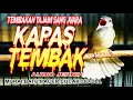 Download Lagu KAPAS TEMBAK  | GURU VOKAL SEMUA BURUNG LOMBA | masteran murai batu terbaik