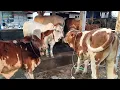 Download Lagu Bakalan BREEDING SAPI JUMBO, PEDET\