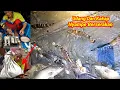 Download Lagu Pasang Perangkap Kali Ini Hasilnya Sangat Istimewa Banyak Udang Besar Kakap Merah dan Putih