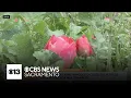 Modesto farm closes tulip fields early after crop was trampled