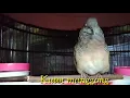 Download Lagu pancingan Perkutuk Bangkok manggong.