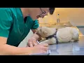 Download Lagu Dogs Who Totally Distract Vets During Checkups! 🤣 Funniest Dog Reactions!