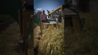 أرز بسمتي بأيادي مصرية نجاح زراعة الأرز البسمتي كبير الحبة لأول مرة بالدقهلية Trending اكسبلور 