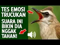 Suara trucukan gacor ropel ngalas buat pancingan trucukan agar bunyi jadikan burung trucuk gacor