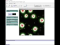 Slime Mold Netlogo simulation