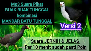 mp3 suara pikat ruak ruak tunggal kombinasi mandar batu tunggal terbukti poin banyak versi 2
