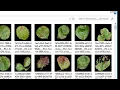 Building an Image Classification Model in less than 5 minutes without any programming