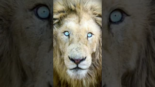 الشاعر صلاح بوخمادة دندنها