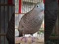 Download Lagu Perkutut Lokal GACOR Kung Besar Suara Pancingan Burung Perkutut Agar Berbunyi